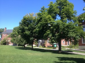 That tree could just be the sanity check you need.