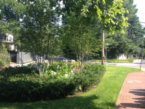 A bit o' green can improve your health. 