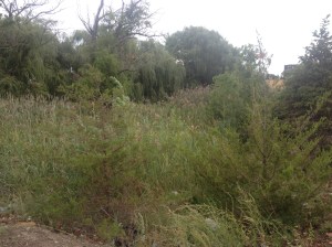 Sometimes you just want to come in from the wilderness.